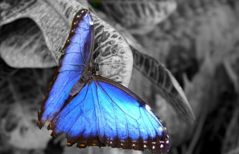 bluebutterflycolorsplash2.jpg